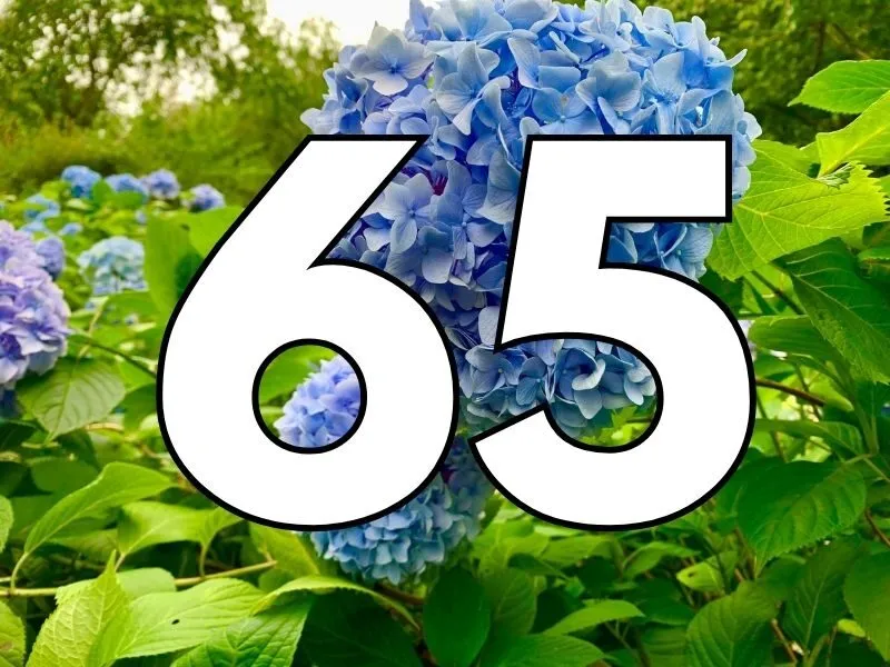 Đề về 65 hôm sau đánh con gì?